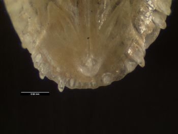 Media type: image;   Herpetology R-93354
